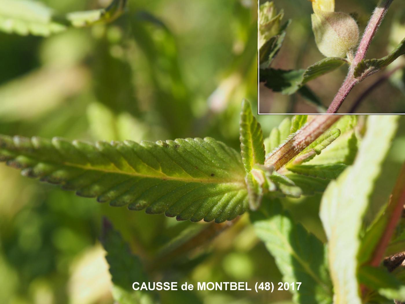 Yellow Rattle, European leaf